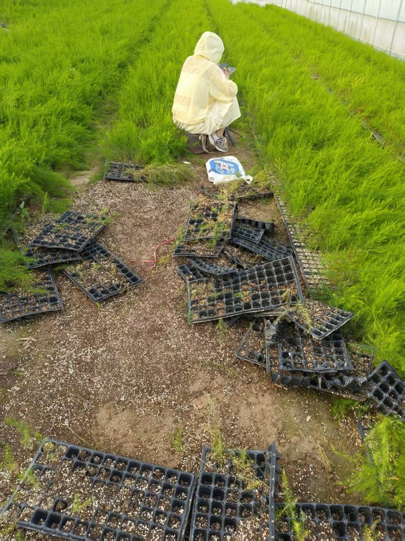 山东菏泽芦笋苗，绿如意绿宝石翡翠明珠鑫航育6号大量供应