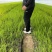 山东菏泽芦笋苗，绿如意绿宝石翡翠明珠鑫航育6号大量供应