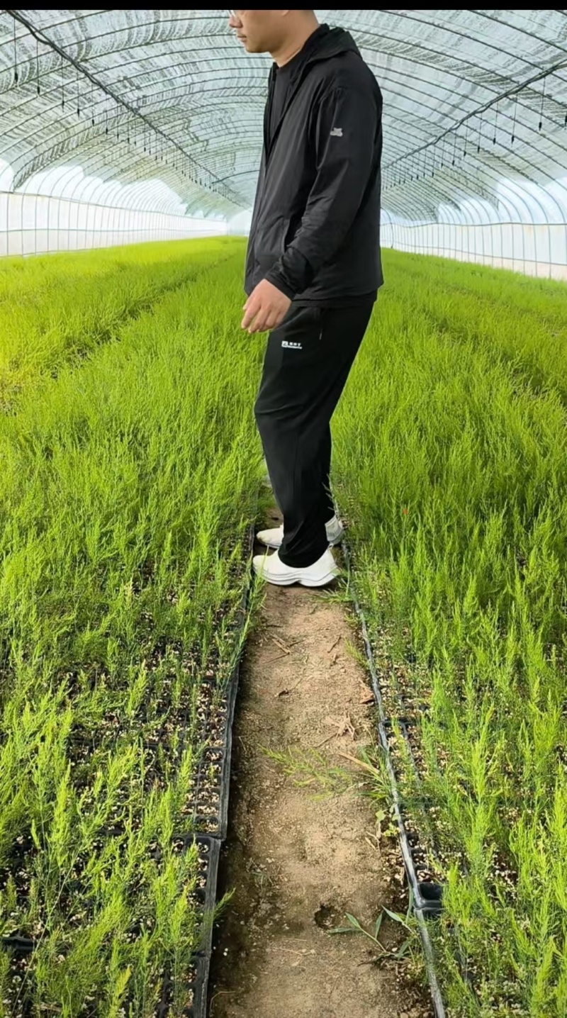 山东菏泽芦笋苗，绿如意绿宝石翡翠明珠鑫航育6号大量供应