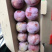 自家种的古田芙蓉李/油奈/水蜜桃/李子，支持多规格配s