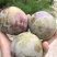 自家种的古田芙蓉李/油奈/水蜜桃/李子，支持多规格配s