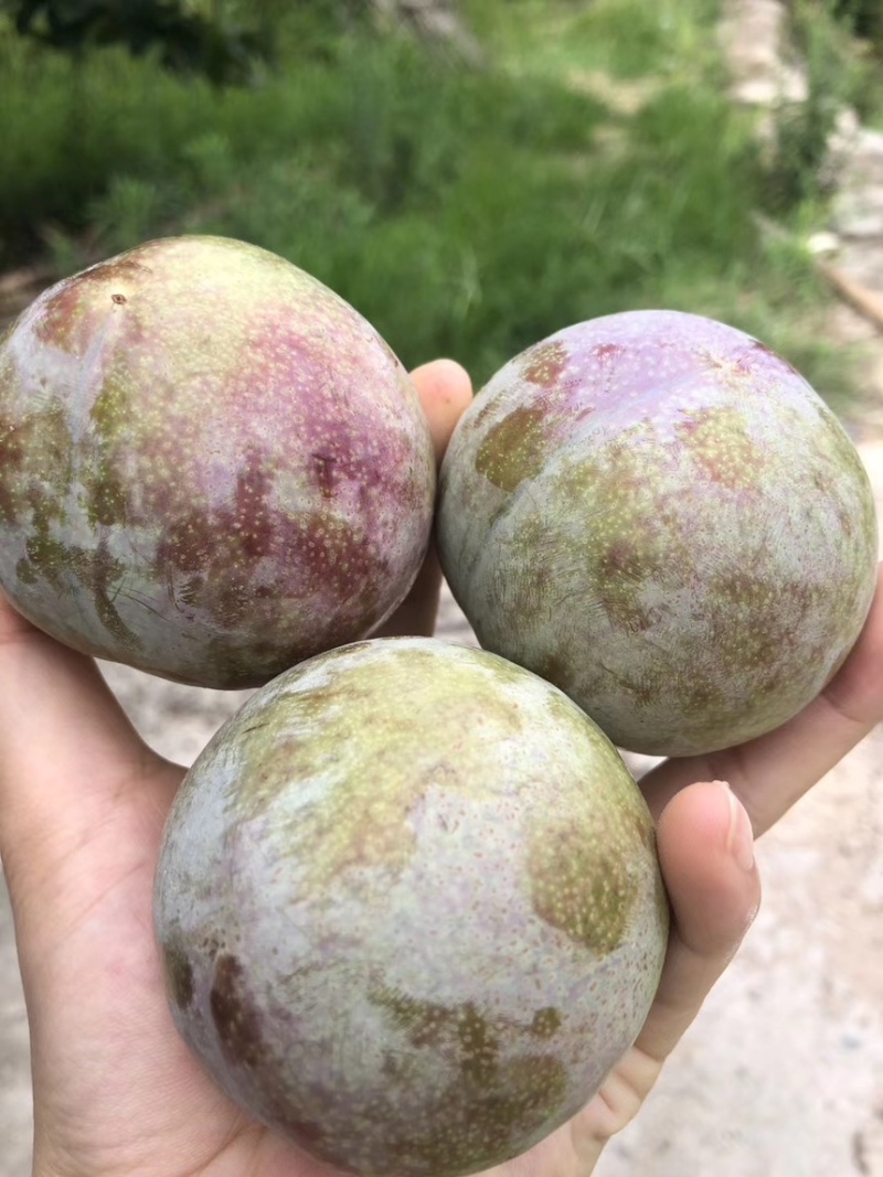 自家种的古田芙蓉李/油奈/水蜜桃/李子，支持多规格配s