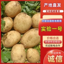 精品土豆实验1号土豆量大从优价格实惠欢迎来电