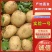 精品土豆黄皮黄心土豆量大从优价格实惠欢迎来电