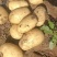 精品土豆黄皮黄心土豆量大从优价格实惠欢迎来电
