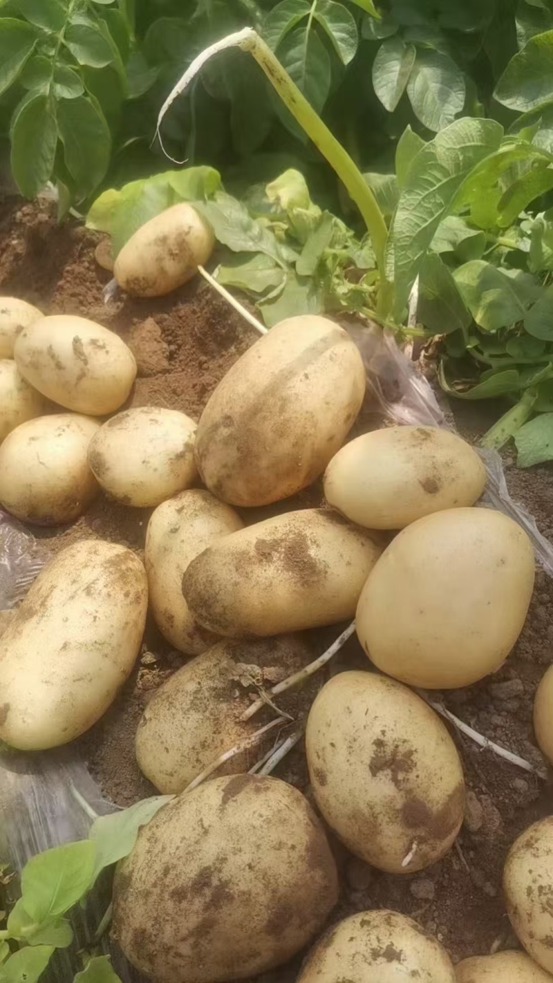 精品土豆黄皮黄心土豆量大从优价格实惠欢迎来电