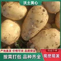精品沃土黄皮黄心土豆一手货源规格齐全诚信经营