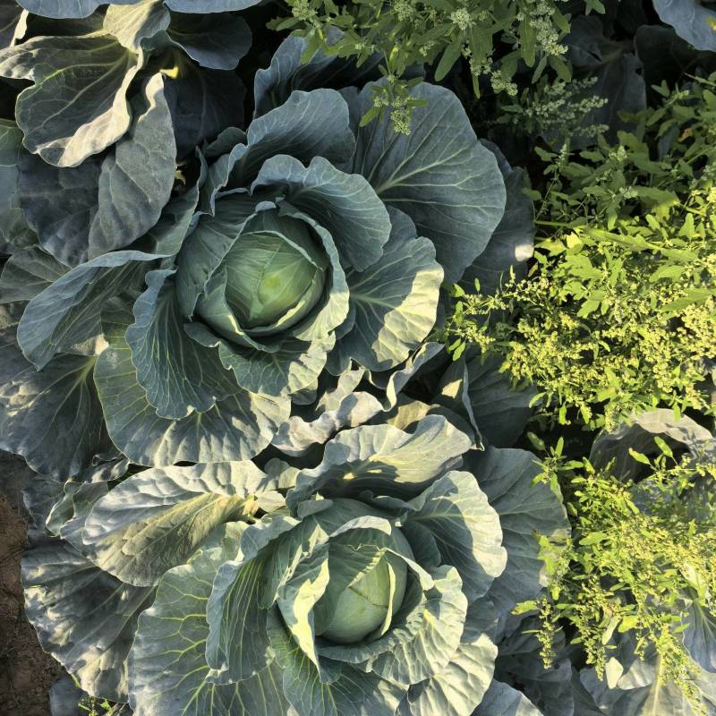 豪帝莲花白，川渝地区**的莲花白