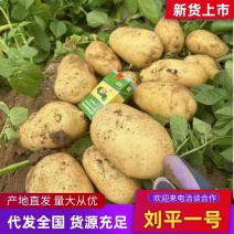 精品土豆现挖现发质量保证诚信经营