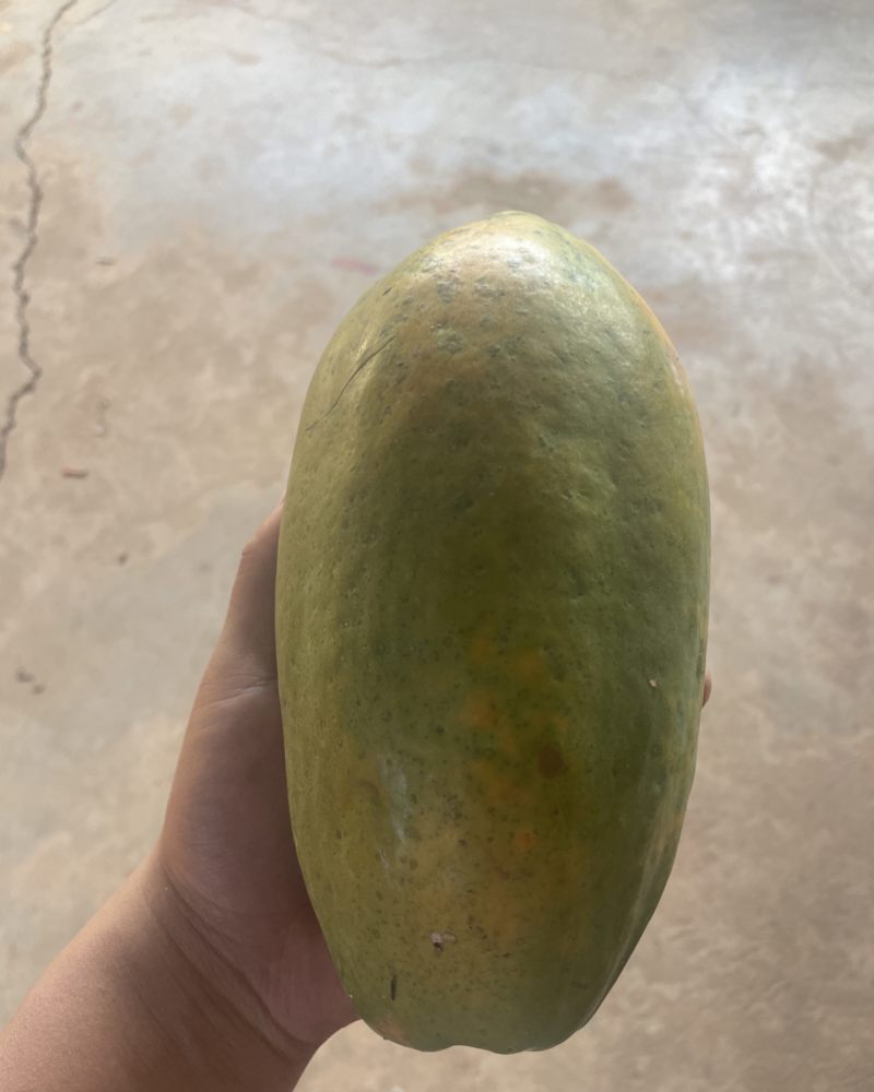 红心木瓜