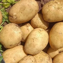 [实力]沃土黄皮黄心土豆一手货源价格美丽欢迎来电洽