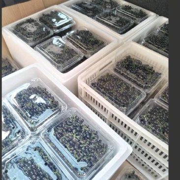 龙葵鲜果