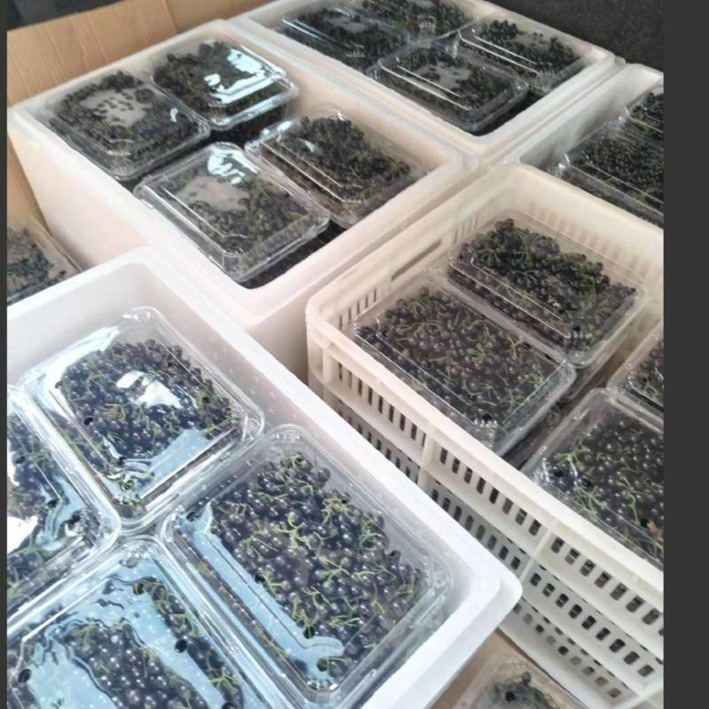 龙葵鲜果