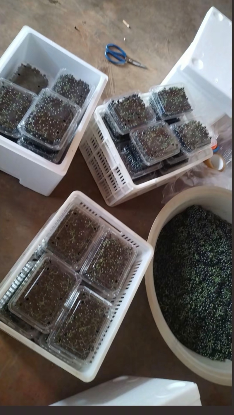 龙葵鲜果
