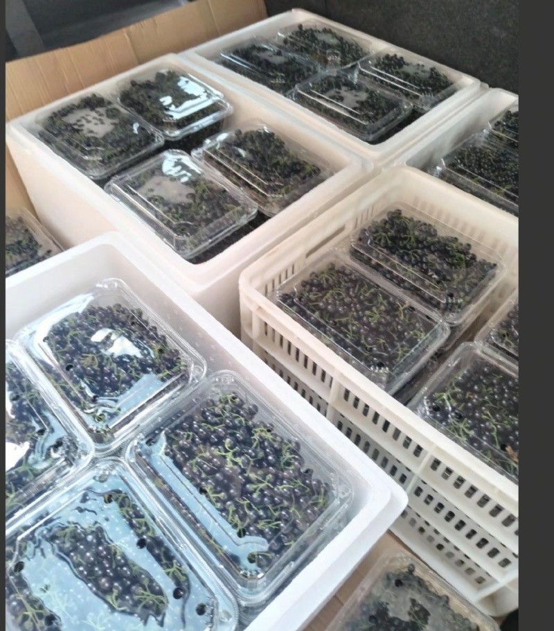 龙葵鲜果