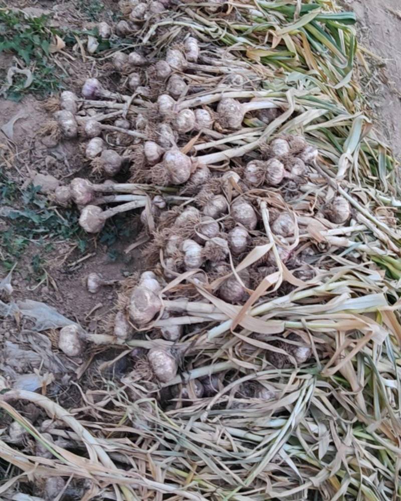 自家种植的大青稞，60亩，有意者可以电联，