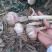 自家种植的大青稞，60亩，有意者可以电联，