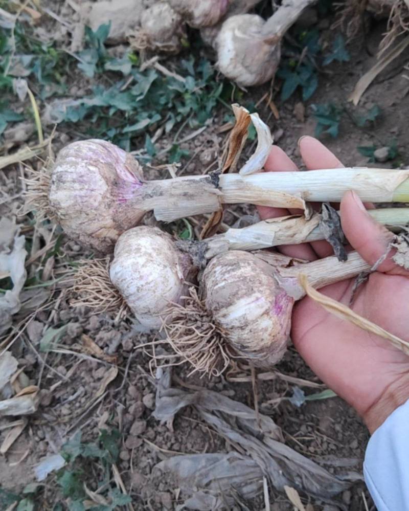 自家种植的大青稞，60亩，有意者可以电联，