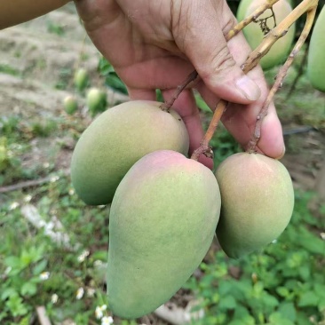 云南精品小台芒，电商，工厂大量对接