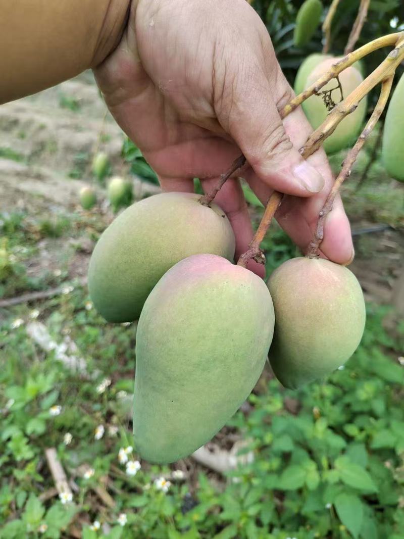 云南精品小台芒，电商，工厂大量对接