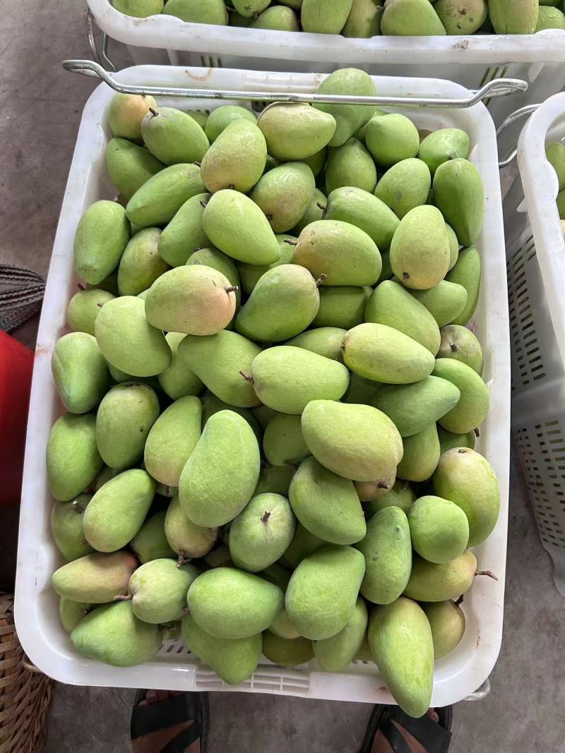 云南精品小台芒，电商，工厂大量对接