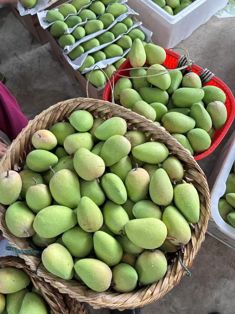 云南精品小台芒，电商，工厂大量对接