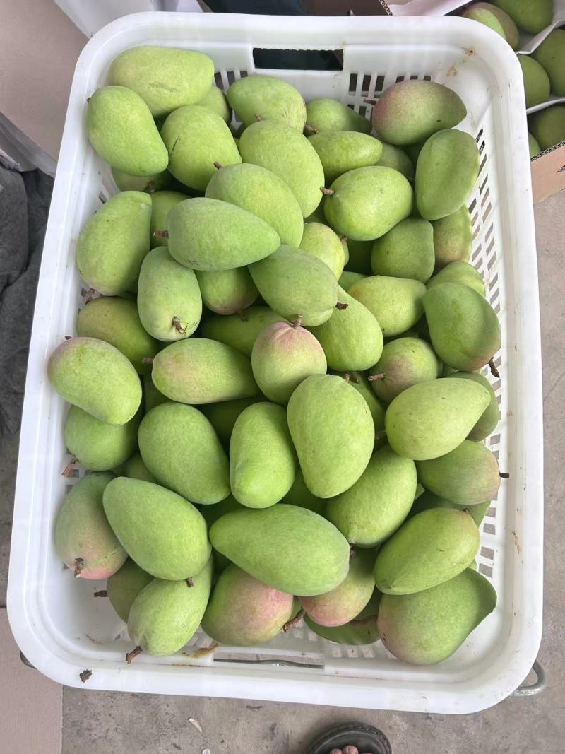 云南精品小台芒，电商，工厂大量对接