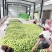 云南精品小台芒，电商，工厂大量对接