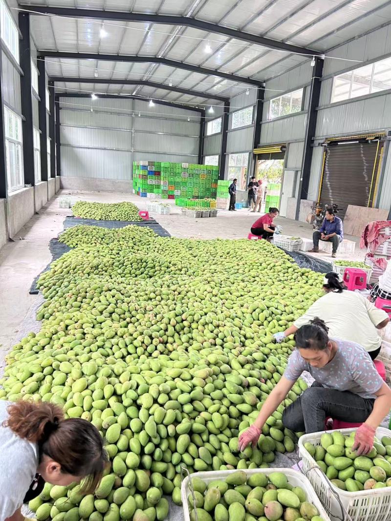 云南精品小台芒，电商，工厂大量对接