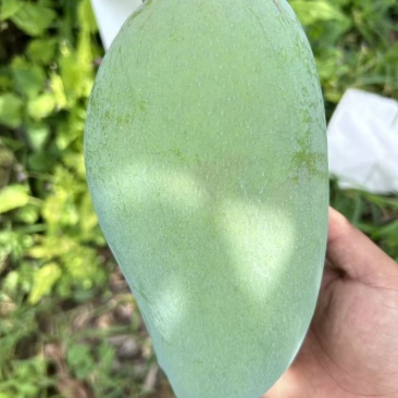 云南优质大青芒，市场，电商，工厂大量对接