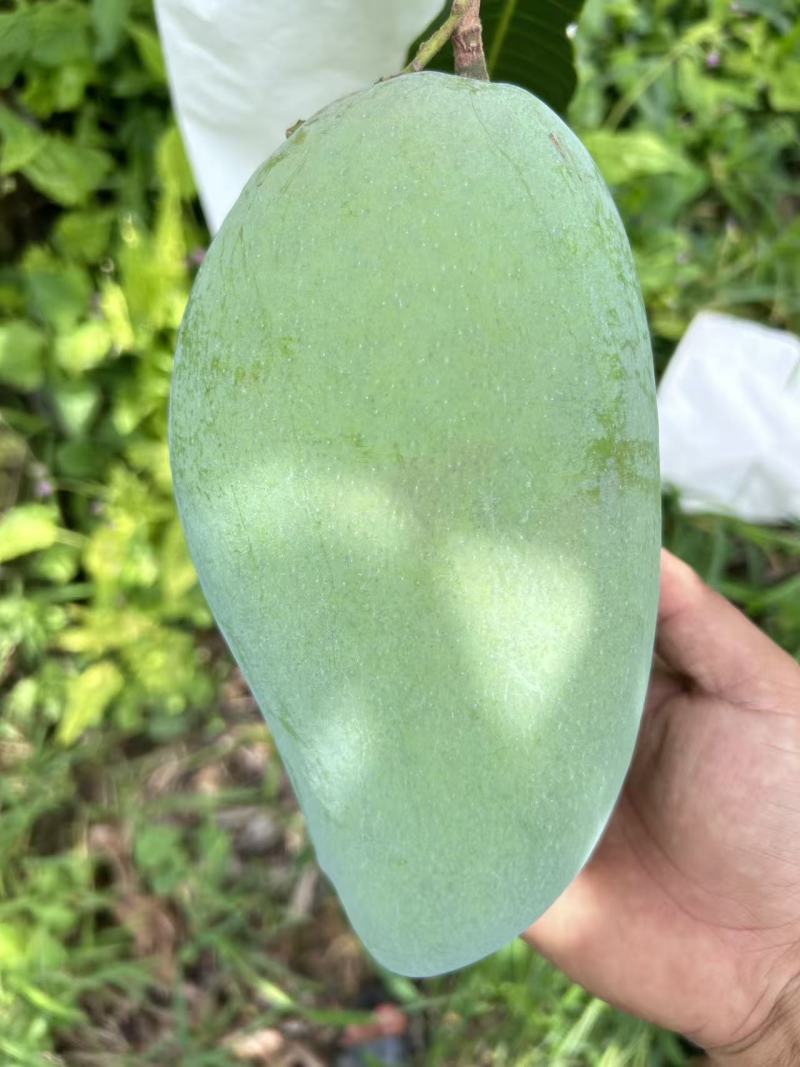云南优质大青芒，市场，电商，工厂大量对接