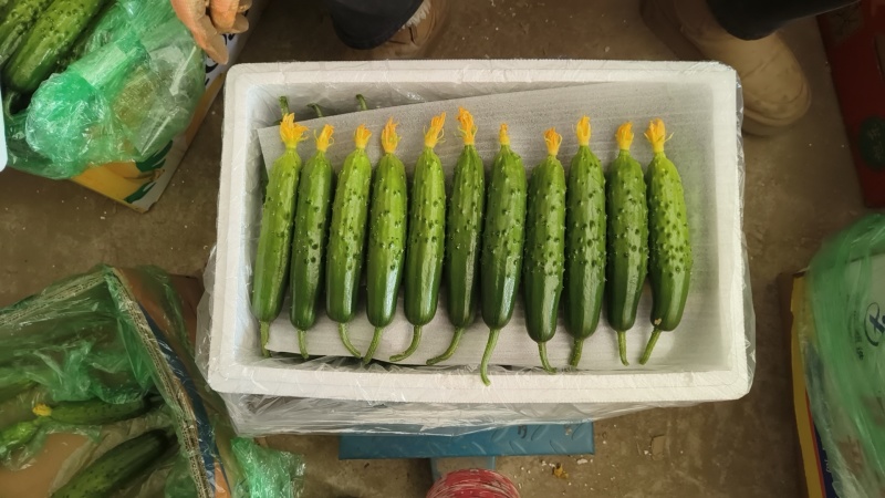 秦皇岛市昌黎县靖安镇马芳营旱黄瓜