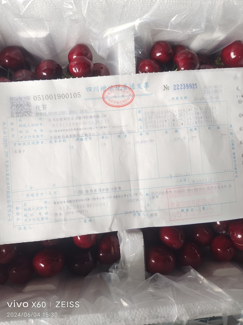 汶川车厘子树上采摘快递开始接单了，国道线旁边方便采摘