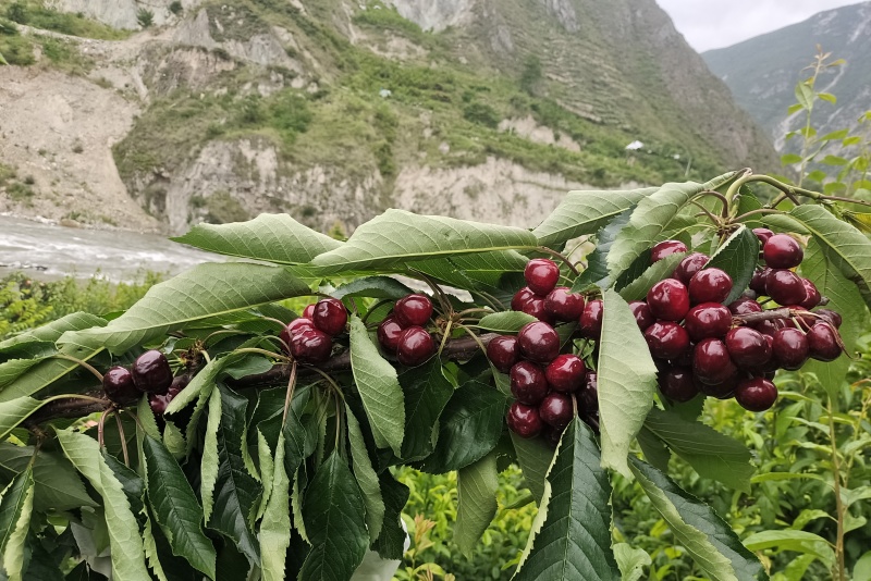 汶川车厘子树上采摘快递开始接单了，国道线旁边方便采摘