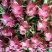 云南红心火龙果，对接全国市场，电商，工厂