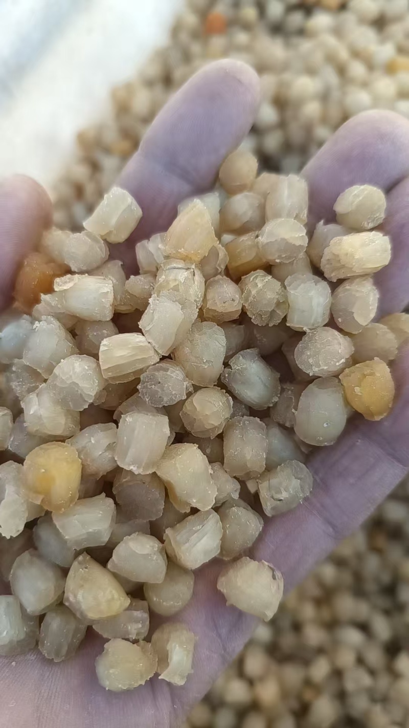 干贝粒200粒到1000粒不等，一手货源，品质保证