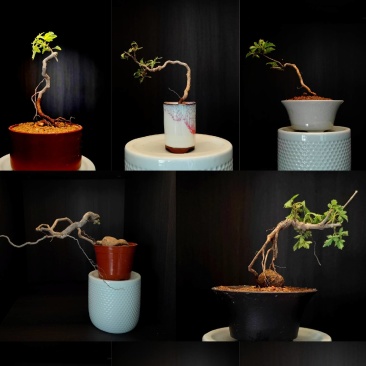 黄荆盆景掌中宝小微盆景高提根小老桩