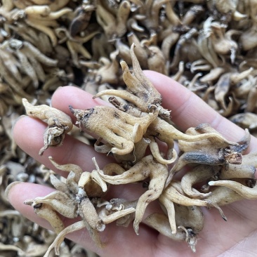 手掌参发货批发