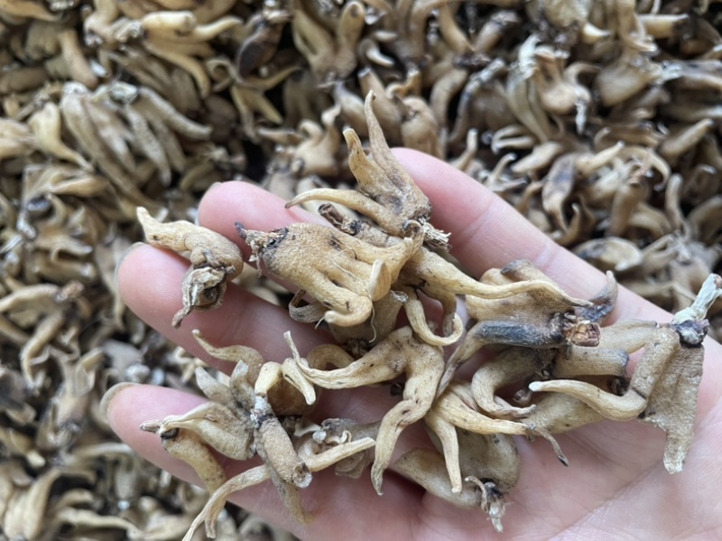 手掌参发货批发