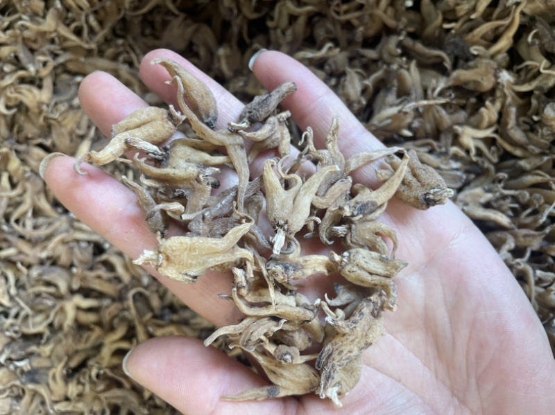 手掌参发货批发