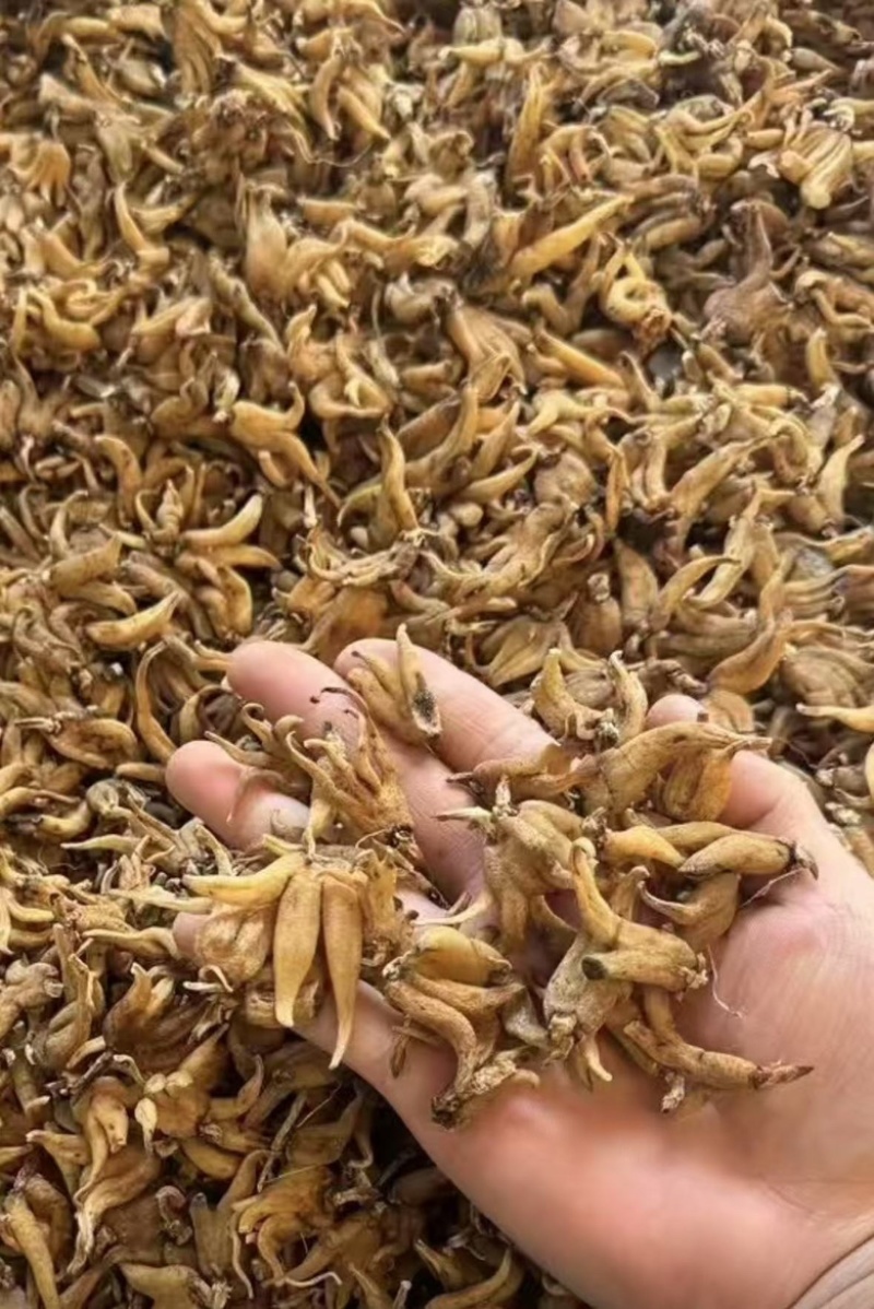 手掌参发货批发
