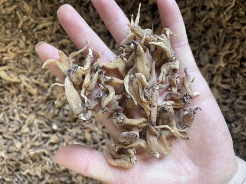 手掌参发货批发