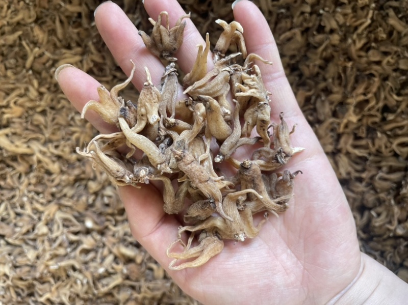 手掌参发货批发