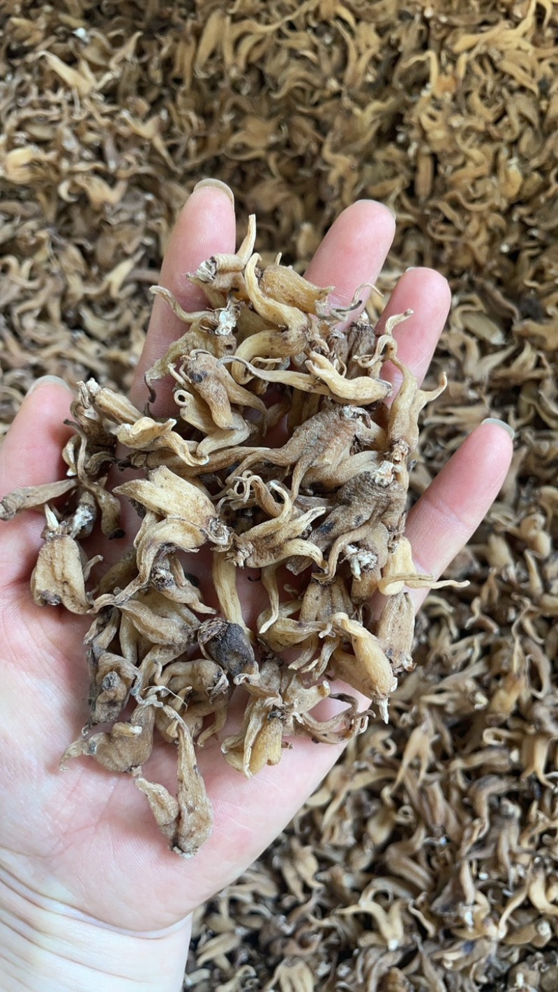 手掌参发货批发