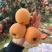 枇杷优品果业为你打造高端，为你打造知名品牌的果业，找代办