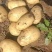 精品土豆黄皮黄心土豆量大从优价格实惠欢迎来电