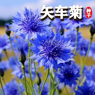 失车菊大货批发