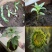 矮油葵种子春夏播瓜子葵花种子产量高出油率高可做芽苗菜种子
