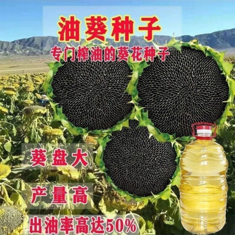 矮油葵种子春夏播瓜子葵花种子产量高出油率高可做芽苗菜种子