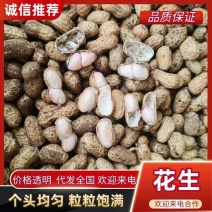 湛江花生，产地一手货源货源充足。欢迎来电
